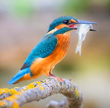 A bird on a branch with a fish in its mouth Description automatically generated