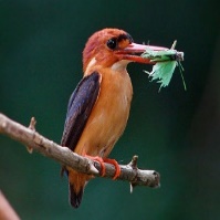 A bird on a branch with a green leaf in its beak Description automatically generated with low confidence