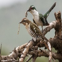 A bird on a branch with a worm in its beak Description automatically generated with low confidence
