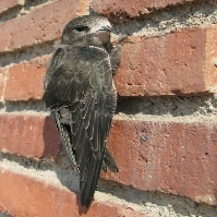 A bird on a brick wall Description automatically generated with medium confidence