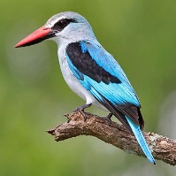 A bird sitting on a branch Description automatically generated with medium confidence