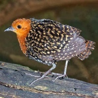 A bird standing on a log Description automatically generated with medium confidence