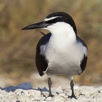 A bird standing on a rock Description automatically generated with low confidence