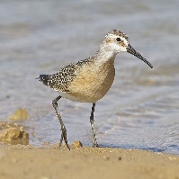 A bird standing on the sand Description automatically generated with low confidence