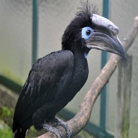 A bird with a large beak Description automatically generated with low confidence