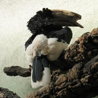A black and white bird with a large beak Description automatically generated with medium confidence