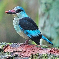 A blue bird on a log Description automatically generated with low confidence