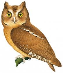 A brown owl with yellow eyes Description automatically generated with medium confidence