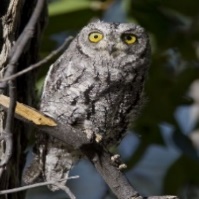 A close-up of an owl Description automatically generated with medium confidence