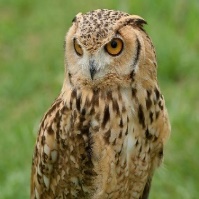 A close up of an owl Description automatically generated with medium confidence
