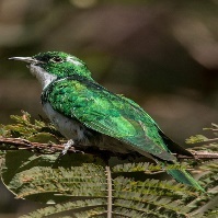 A green and white bird on a branch Description automatically generated with medium confidence
