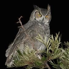 A owl sitting on a branch Description automatically generated with low confidence