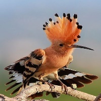 A picture containing bird, hoopoe, outdoor, beak Description automatically generated