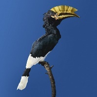A picture containing bird, hornbill, beak, sky Description automatically generated