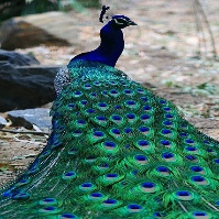 A picture containing bird, peacock, feather, outdoor Description automatically generated