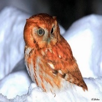 An orange and white owl sitting on snow Description automatically generated with medium confidence