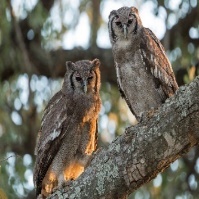 Two owls on a branch Description automatically generated with low confidence