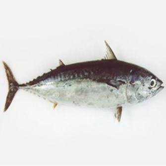 A close-up of a fish Description automatically generated