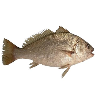 A close-up of a fish Description automatically generated