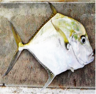 A fish on a mesh Description automatically generated