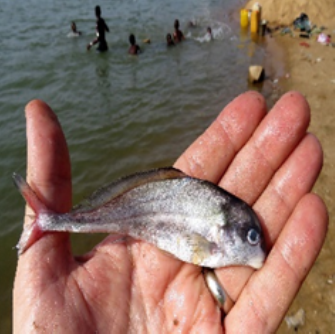 A hand holding a small fish Description automatically generated