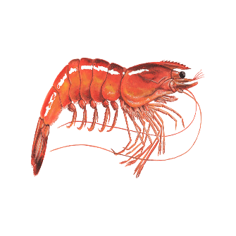 A red shrimp with long tails Description automatically generated