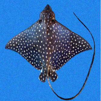 A spotted stingray with a long tail Description automatically generated