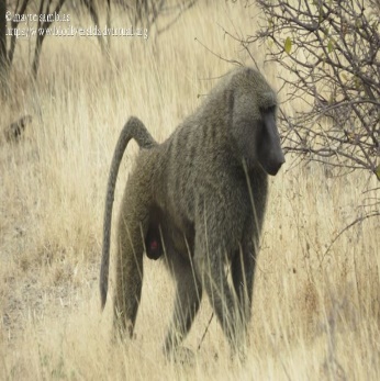 A baboon walking through tall grass Description automatically generated