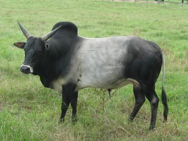 A black and white cow with horns Description automatically generated
