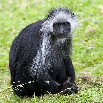 A black and white monkey sitting on grass Description automatically generated