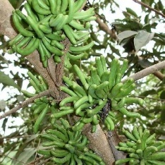 A bunch of green bananas on a tree Description automatically generated
