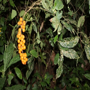 A bunch of orange berries on a plant Description automatically generated