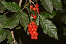 A bunch of red berries on a tree Description automatically generated