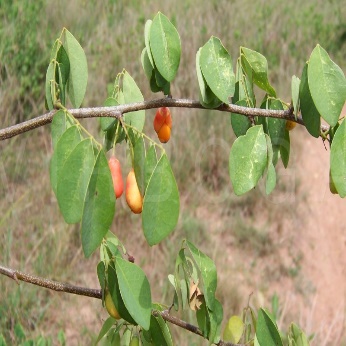 A close-up of a branch with leaves Description automatically generated