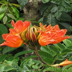 A close-up of a flower Description automatically generated with medium confidence