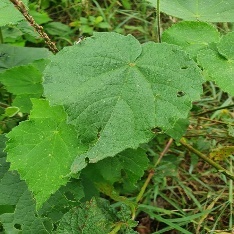 A close up of a leaf Description automatically generated
