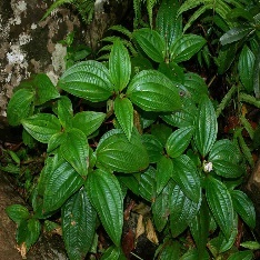 A close-up of a plant Description automatically generated with medium confidence