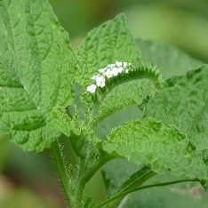 A close-up of a plant Description automatically generated