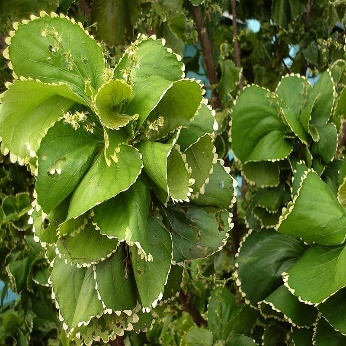 A close-up of a plant Description automatically generated