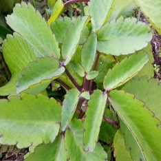 A close up of a plant Description automatically generated