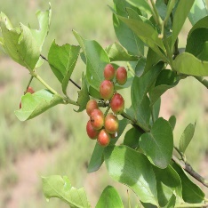 A close-up of a plant with berries Description automatically generated