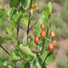 A close-up of a plant with fruits Description automatically generated