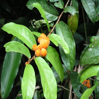 A close-up of a plant with fruits Description automatically generated