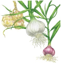 A close-up of a plant with garlic Description automatically generated