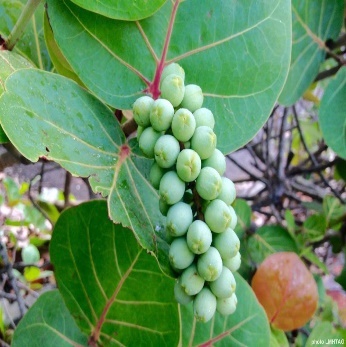 A close-up of a plant with green berries Description automatically generated
