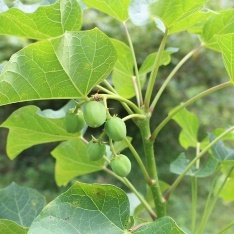 A close-up of a plant with green fruits Description automatically generated