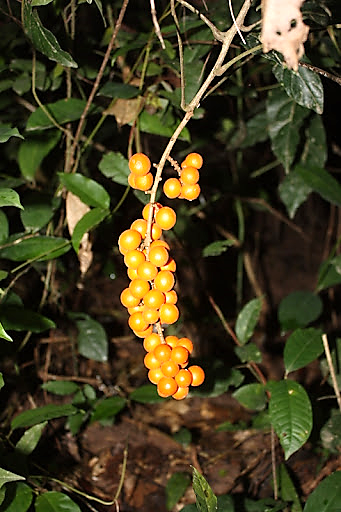 A close-up of a plant with orange berries Description automatically generated