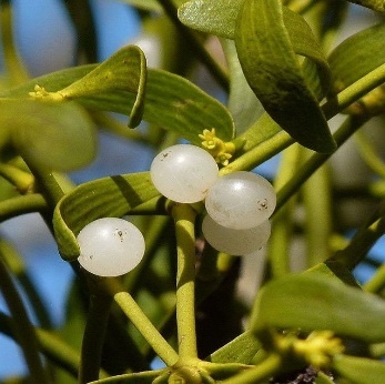 A close-up of a plant with white berries Description automatically generated