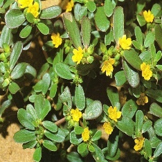 A close-up of a plant with yellow flowers Description automatically generated