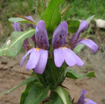A close-up of a purple flower Description automatically generated